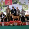BelgianTopTerrier2019